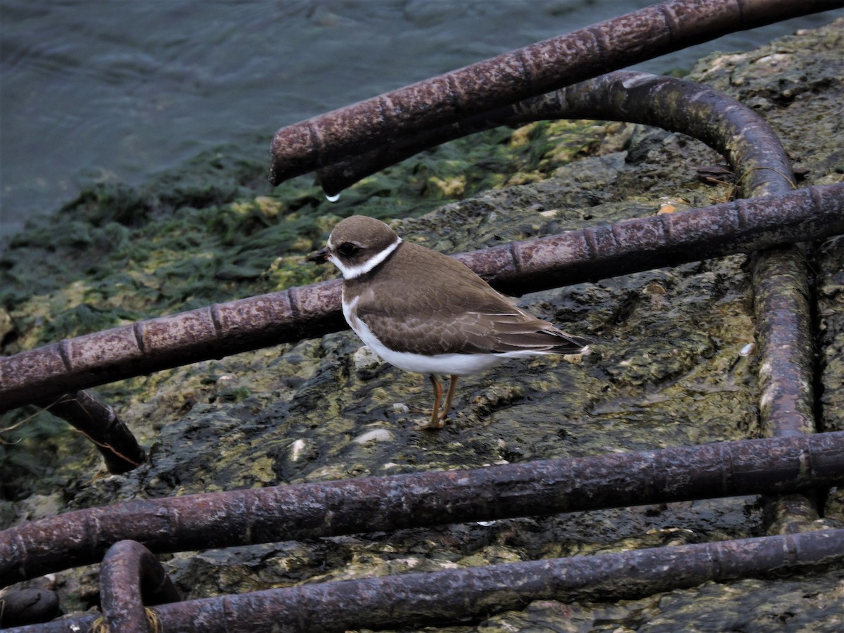 Semipalmated Plover - ML117582671