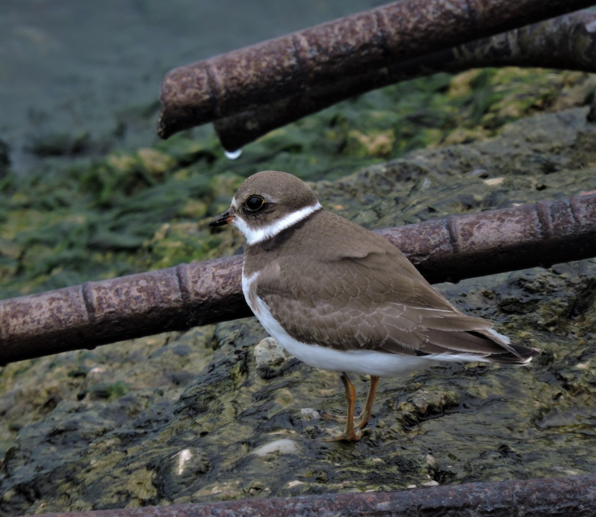 Semipalmated Plover - ML117582681