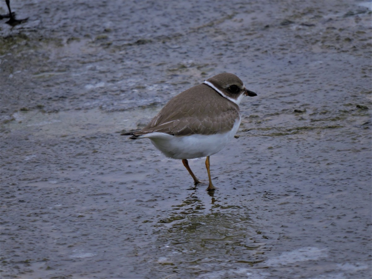 Semipalmated Plover - ML117582701