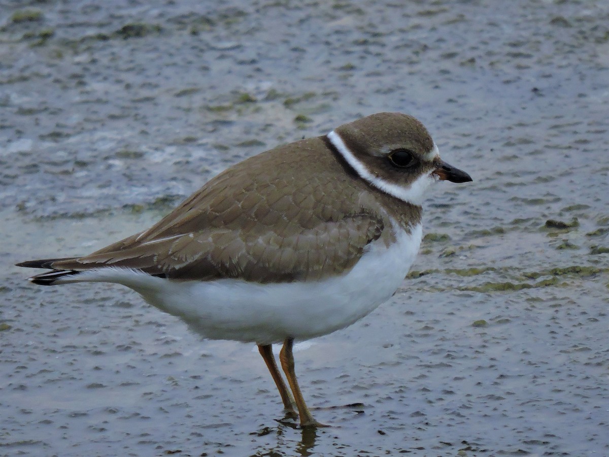 Semipalmated Plover - ML117582711