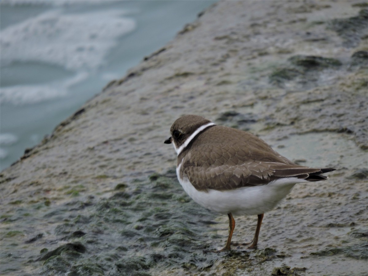 Semipalmated Plover - ML117582731