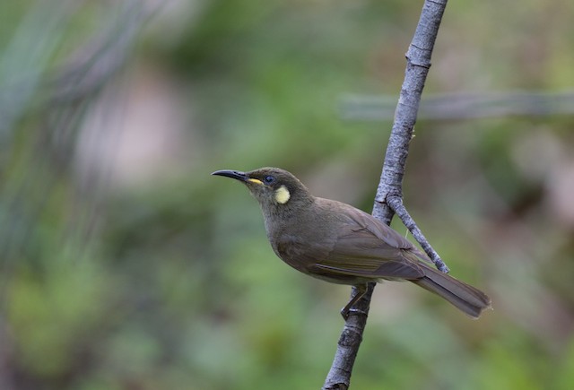 Yellow-spotted Honeyeater (Meliphaga notata) - Wet Tropics endemic bird, Queensland Australia
