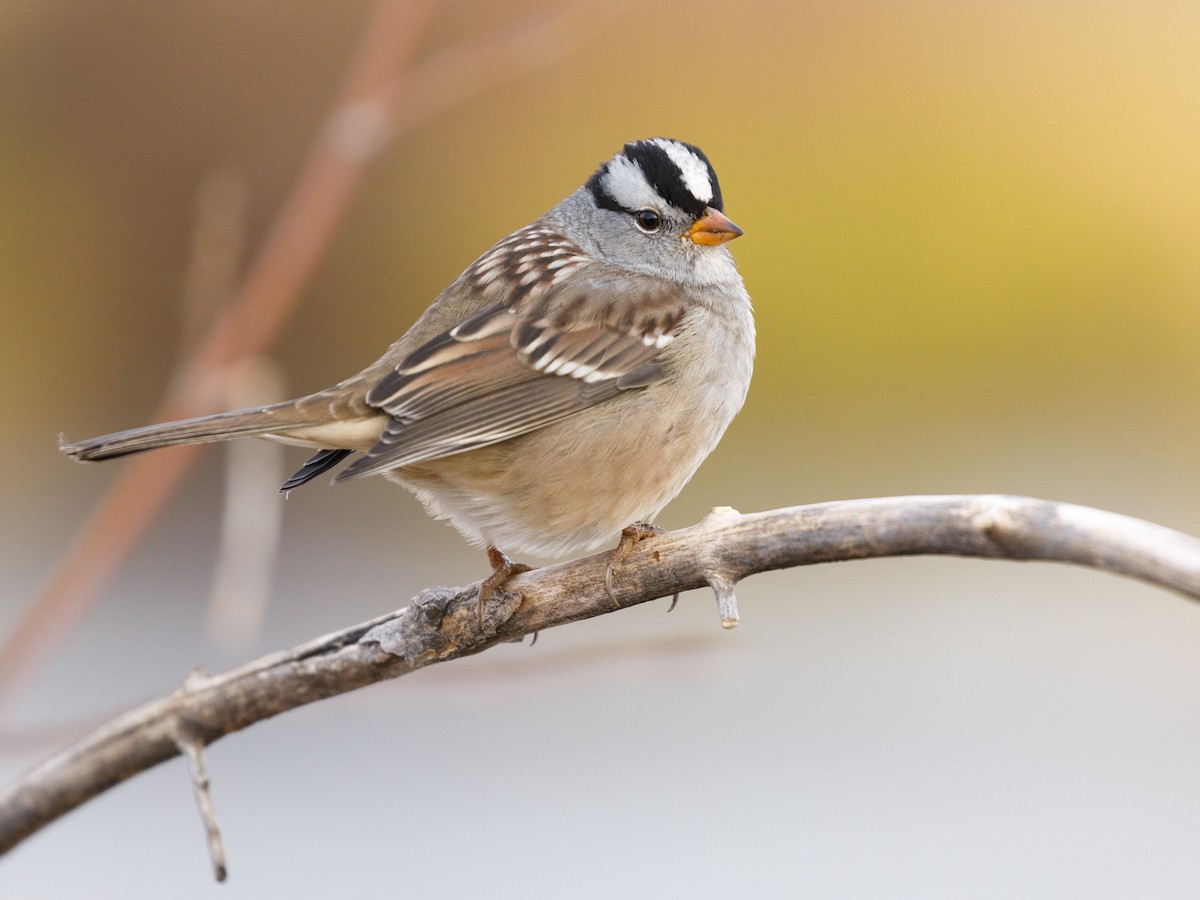 White-crowned Sparrow - Darren Clark