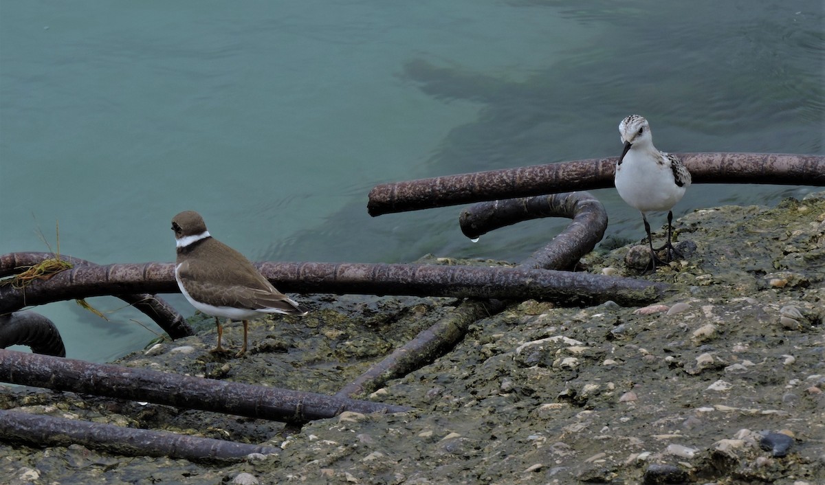 Semipalmated Plover - ML117588621