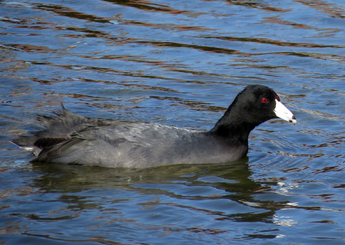 American Coot (Red-shielded) - ML117588911