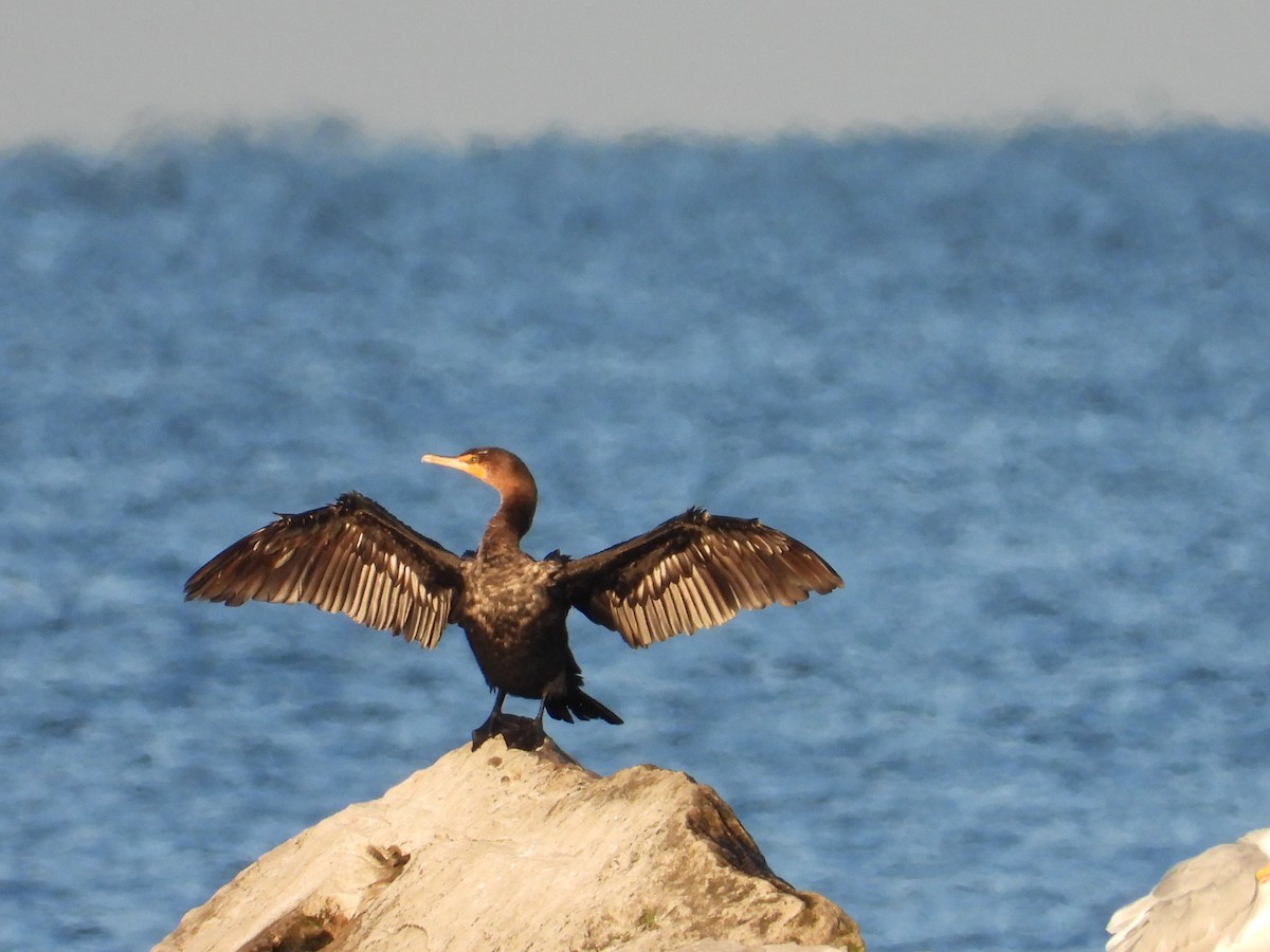 Double-crested Cormorant - Chad Wilson