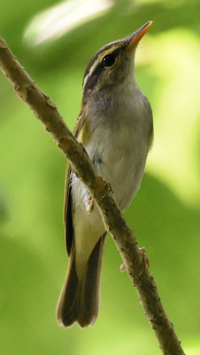 Eastern Crowned Warbler - Dillen  Ng