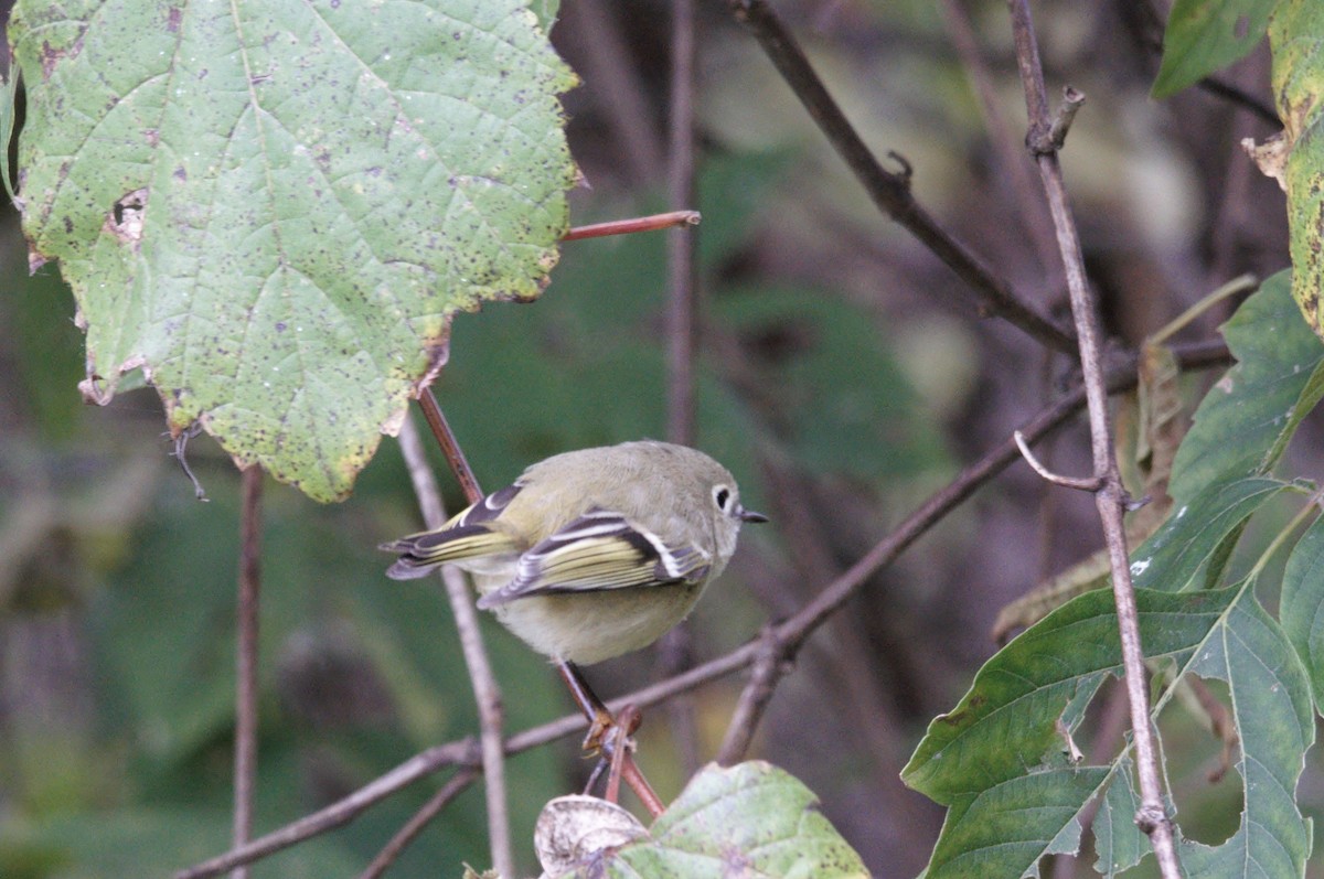 Ruby-crowned Kinglet - Gerald Ziarno