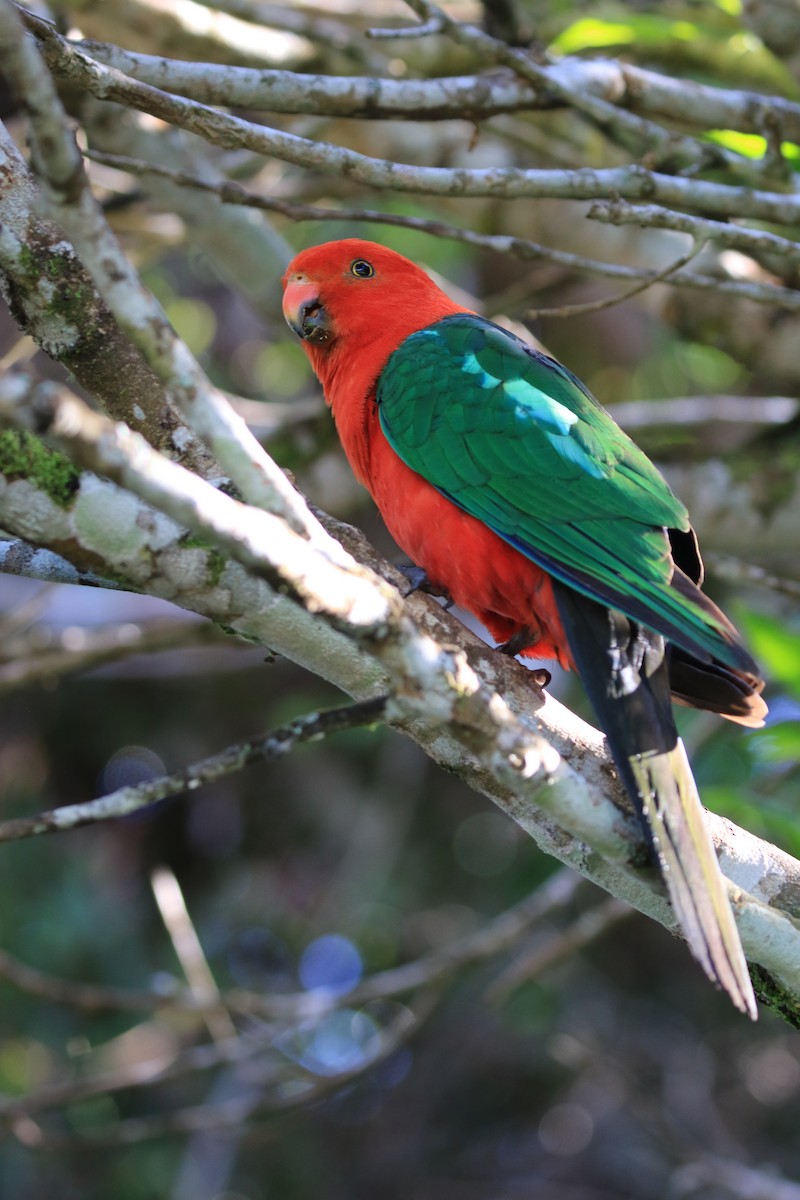 Australian King-Parrot - ML117593501