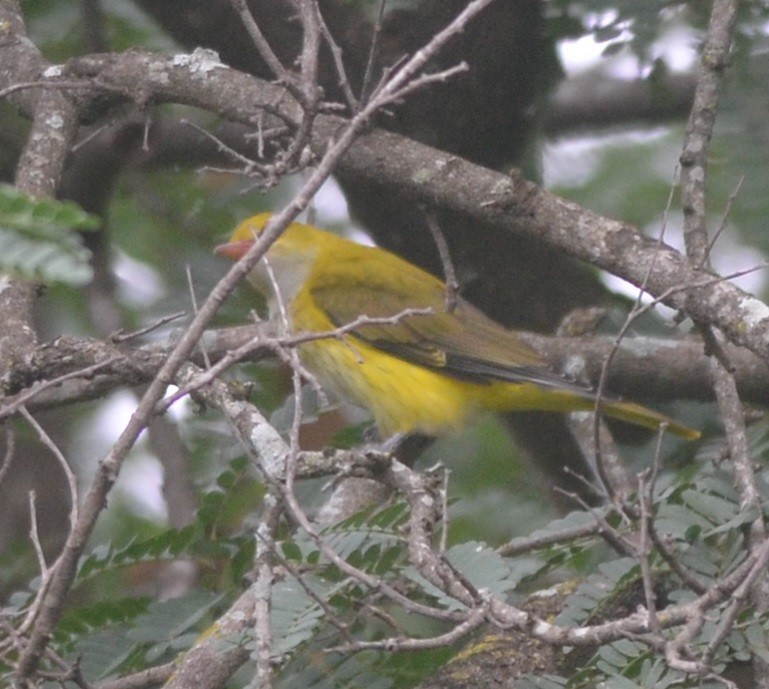 Indian Golden Oriole - ML117597311