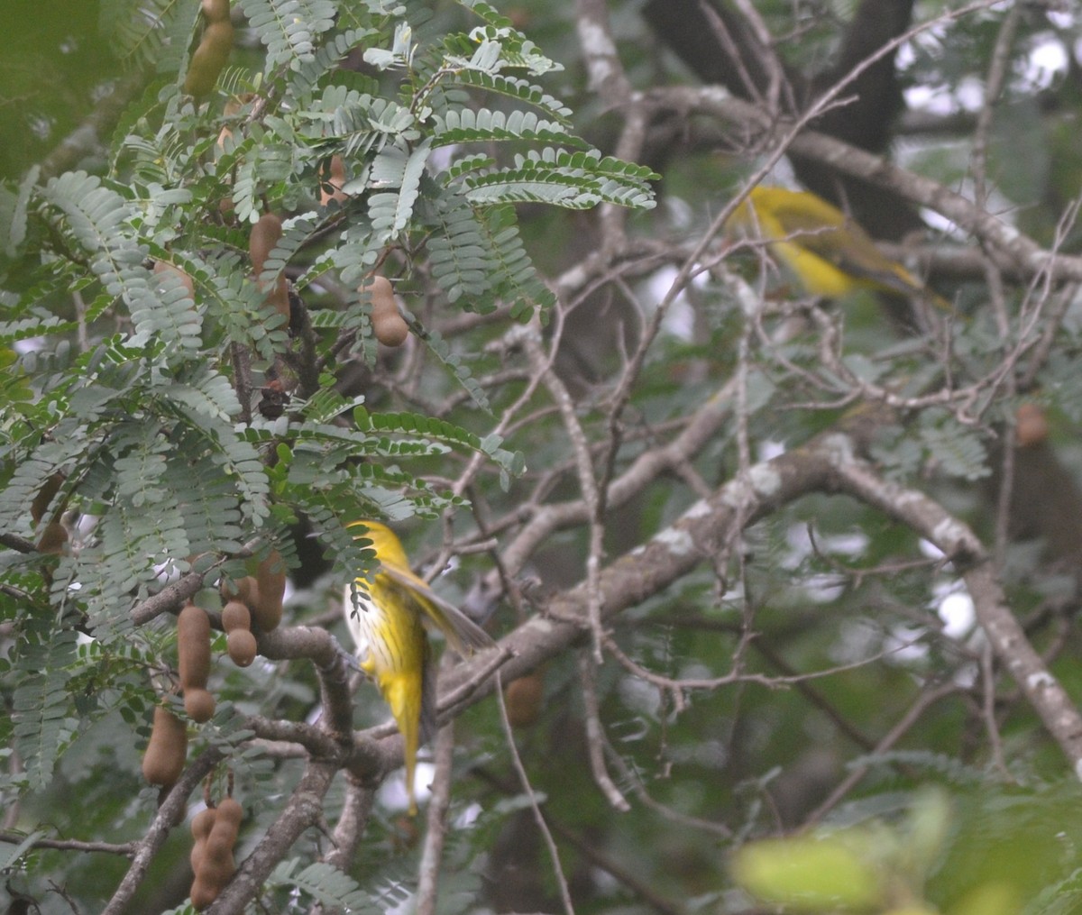 Indian Golden Oriole - ML117597321