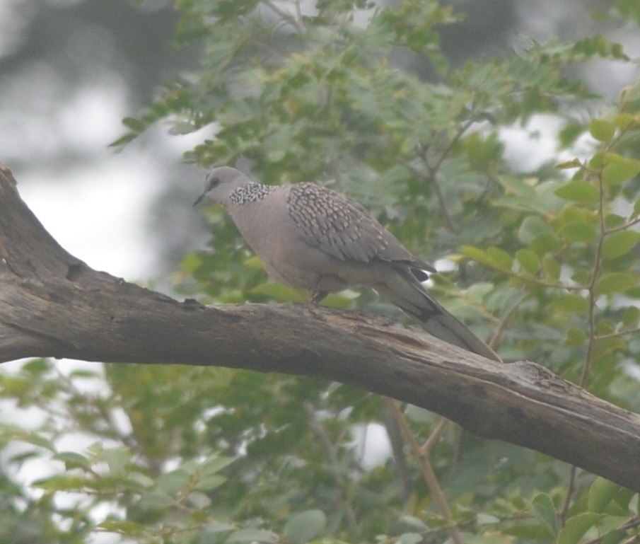 Spotted Dove - ML117597361
