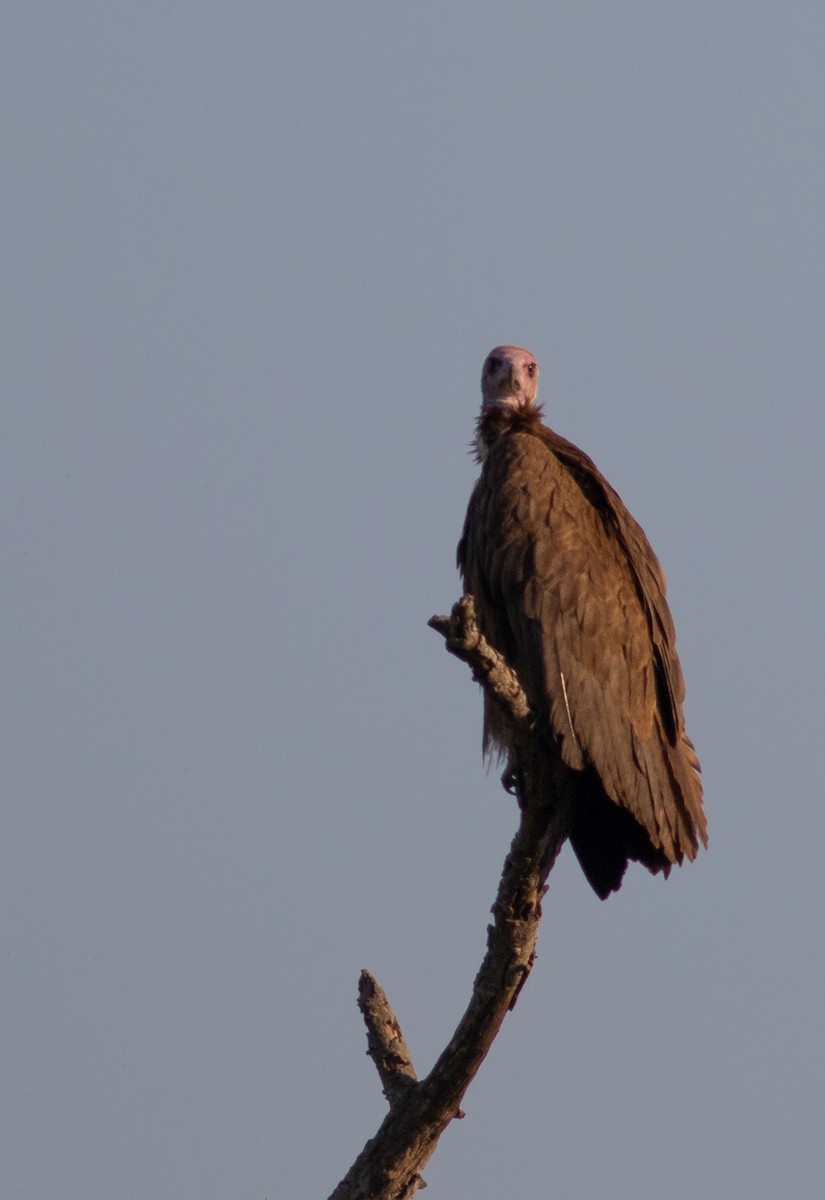 Hooded Vulture - Oliver Burton