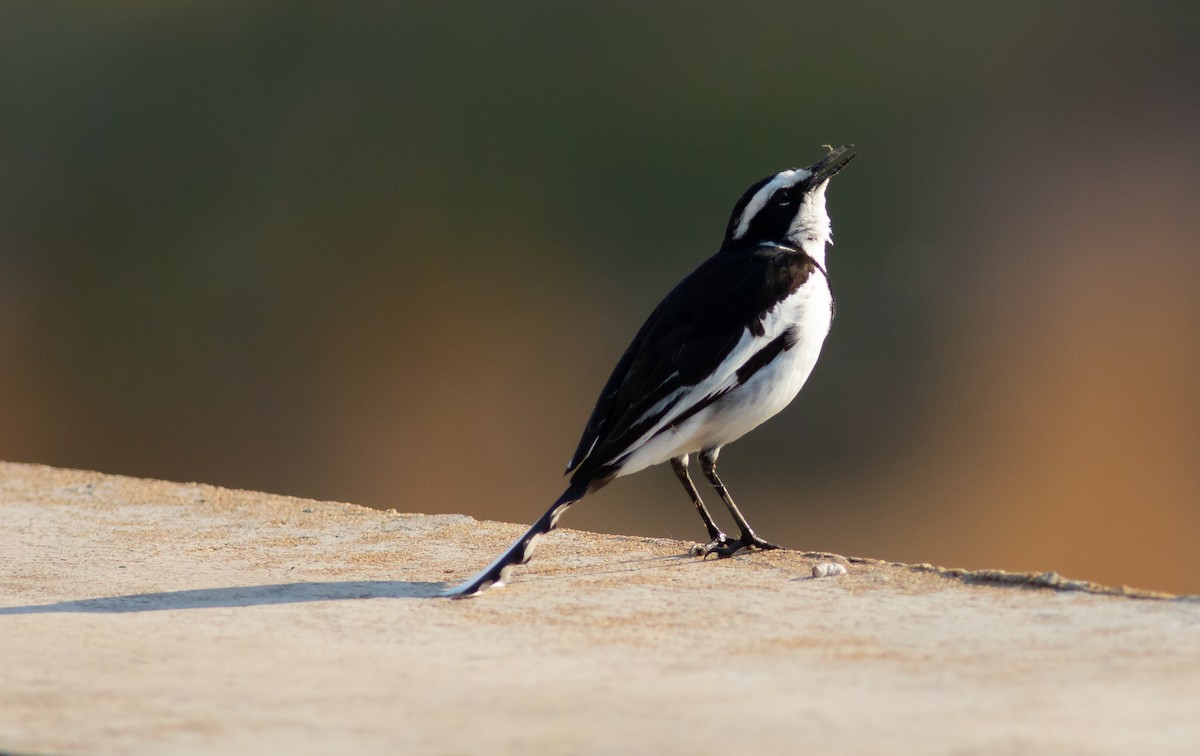 African Pied Wagtail - ML117601861