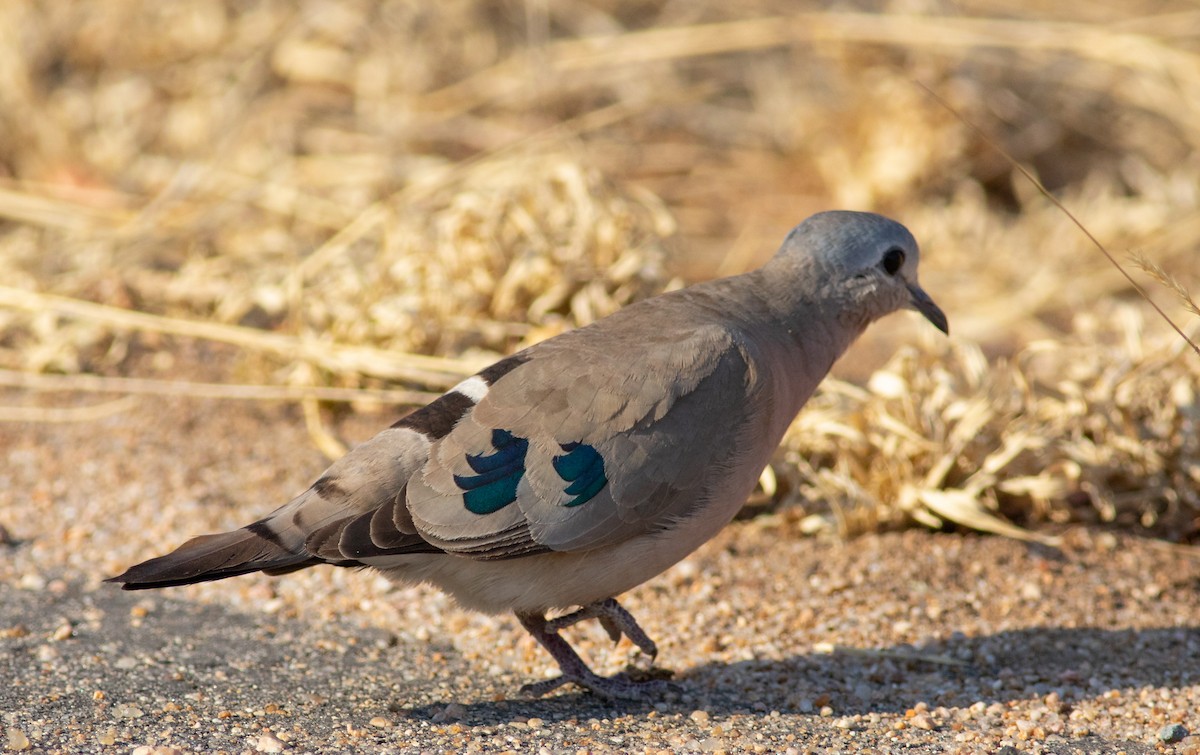 Emerald-spotted Wood-Dove - ML117601941