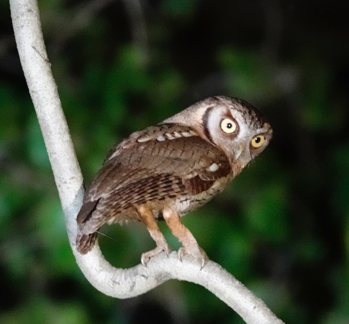 Tropical Screech-Owl - Cedric Bear