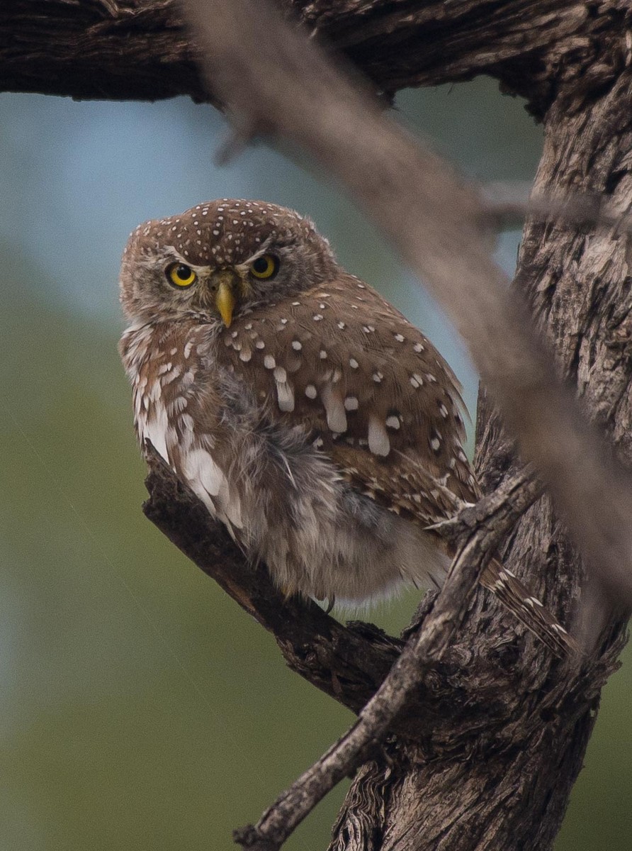 Pearl-spotted Owlet - Simon Carter