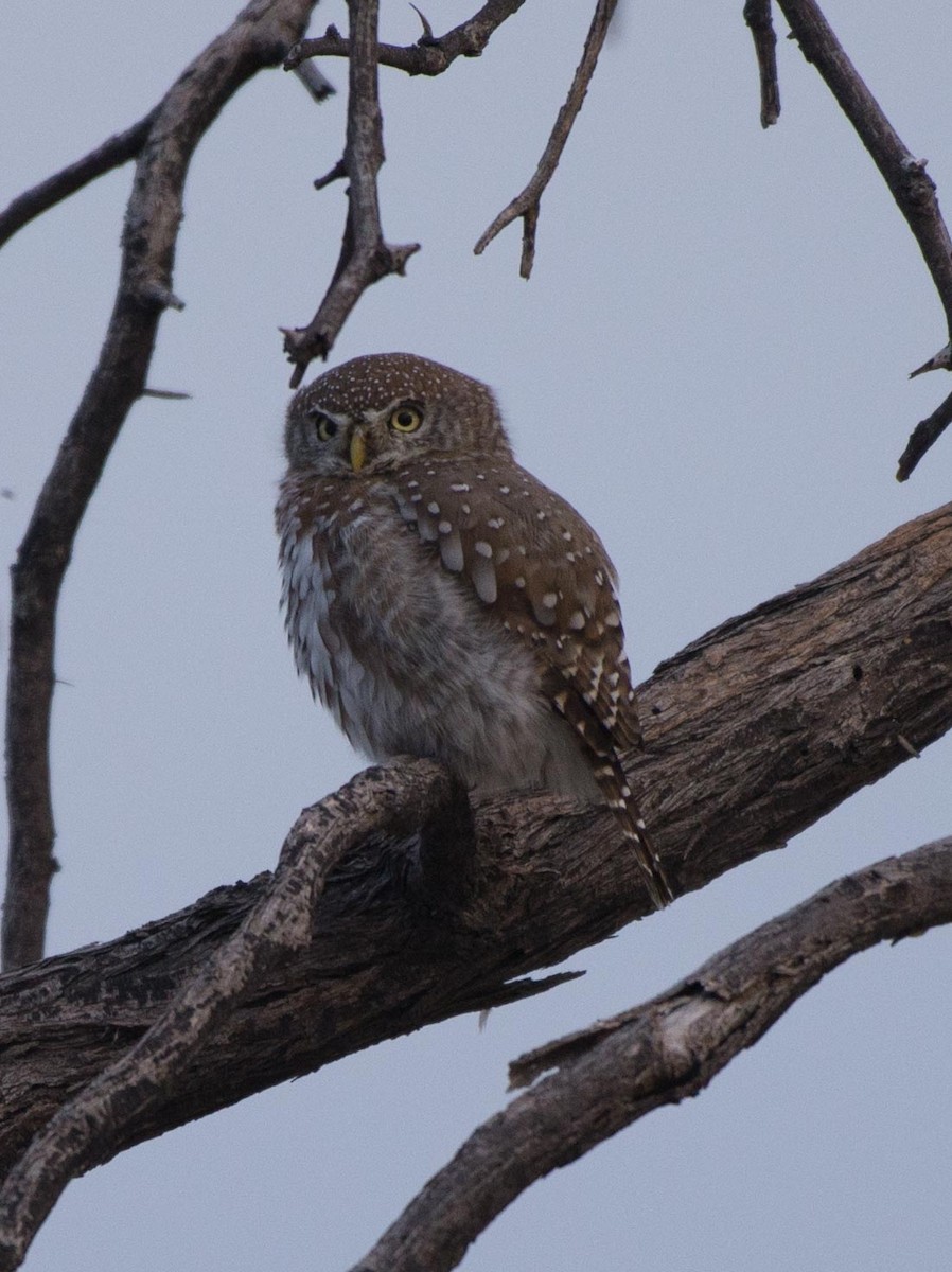 Pearl-spotted Owlet - ML117602471