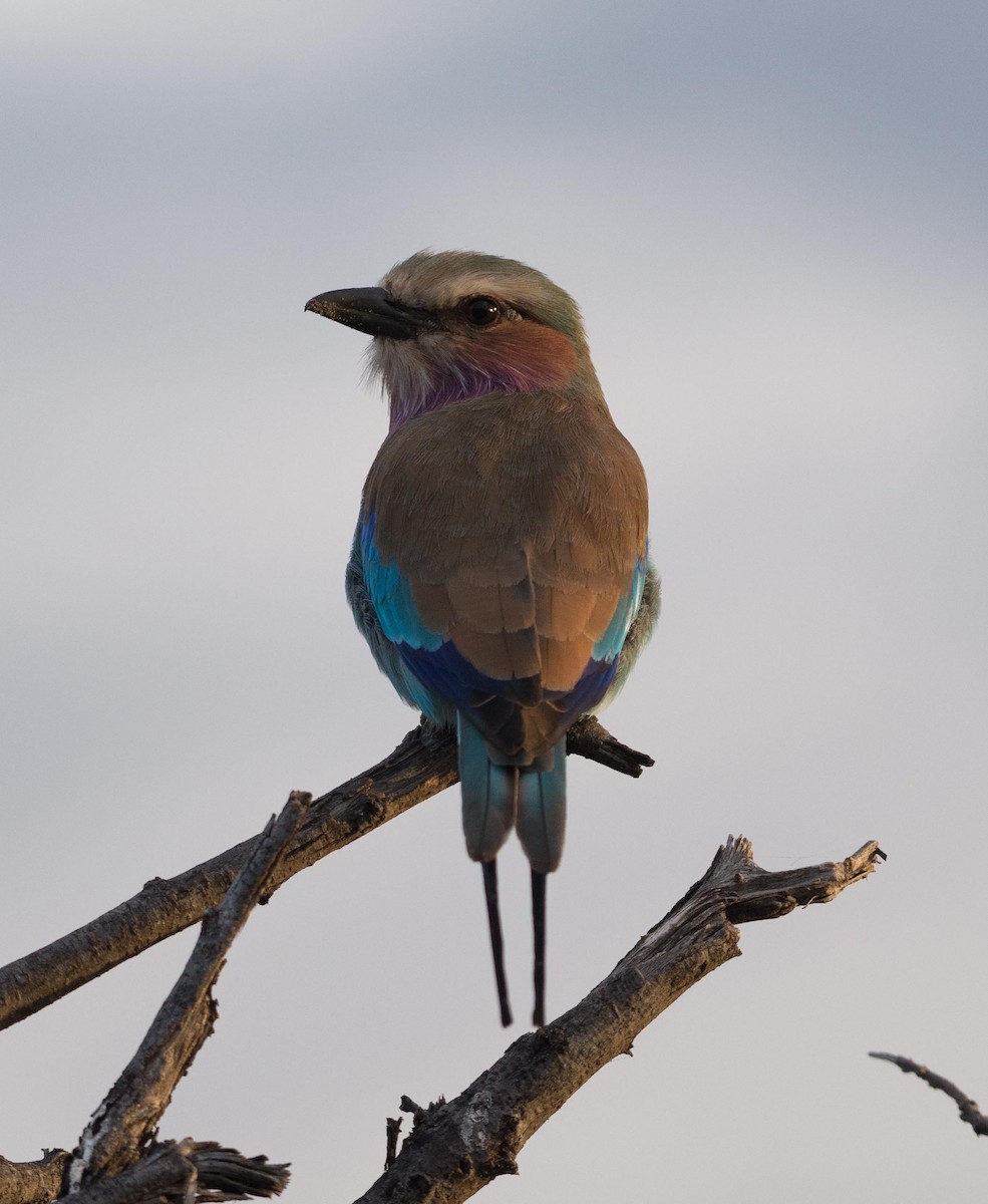 Lilac-breasted Roller - ML117602491