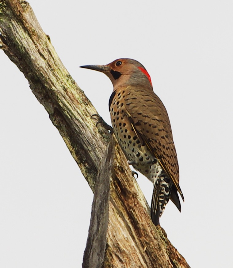 Northern Flicker - Mary Caldwell