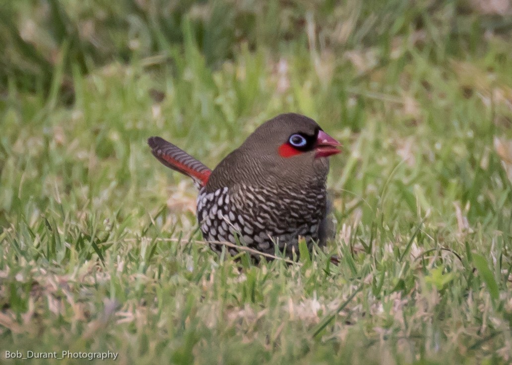 Red-eared Firetail - ML117608501