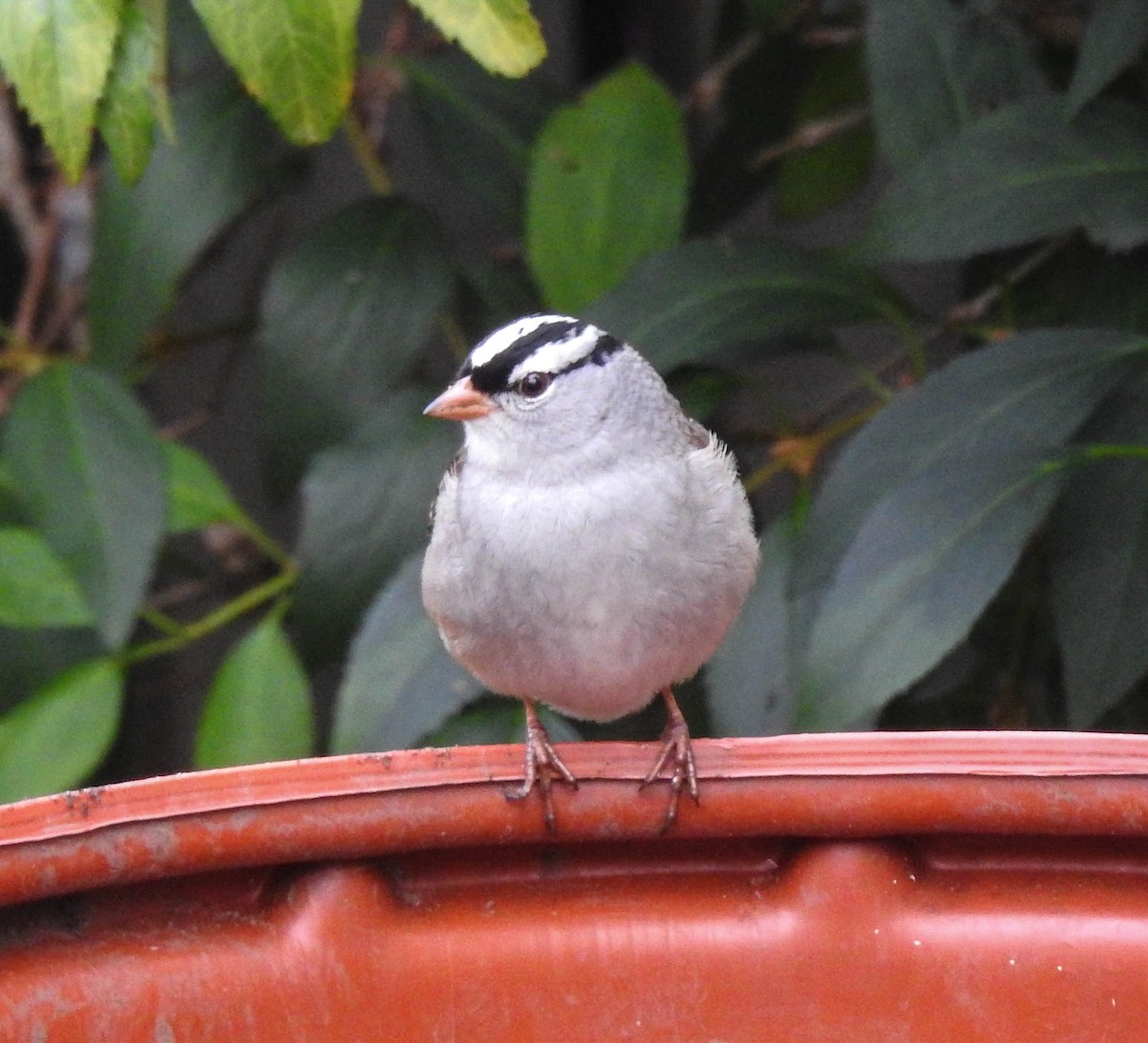 White-crowned Sparrow - ML117608971