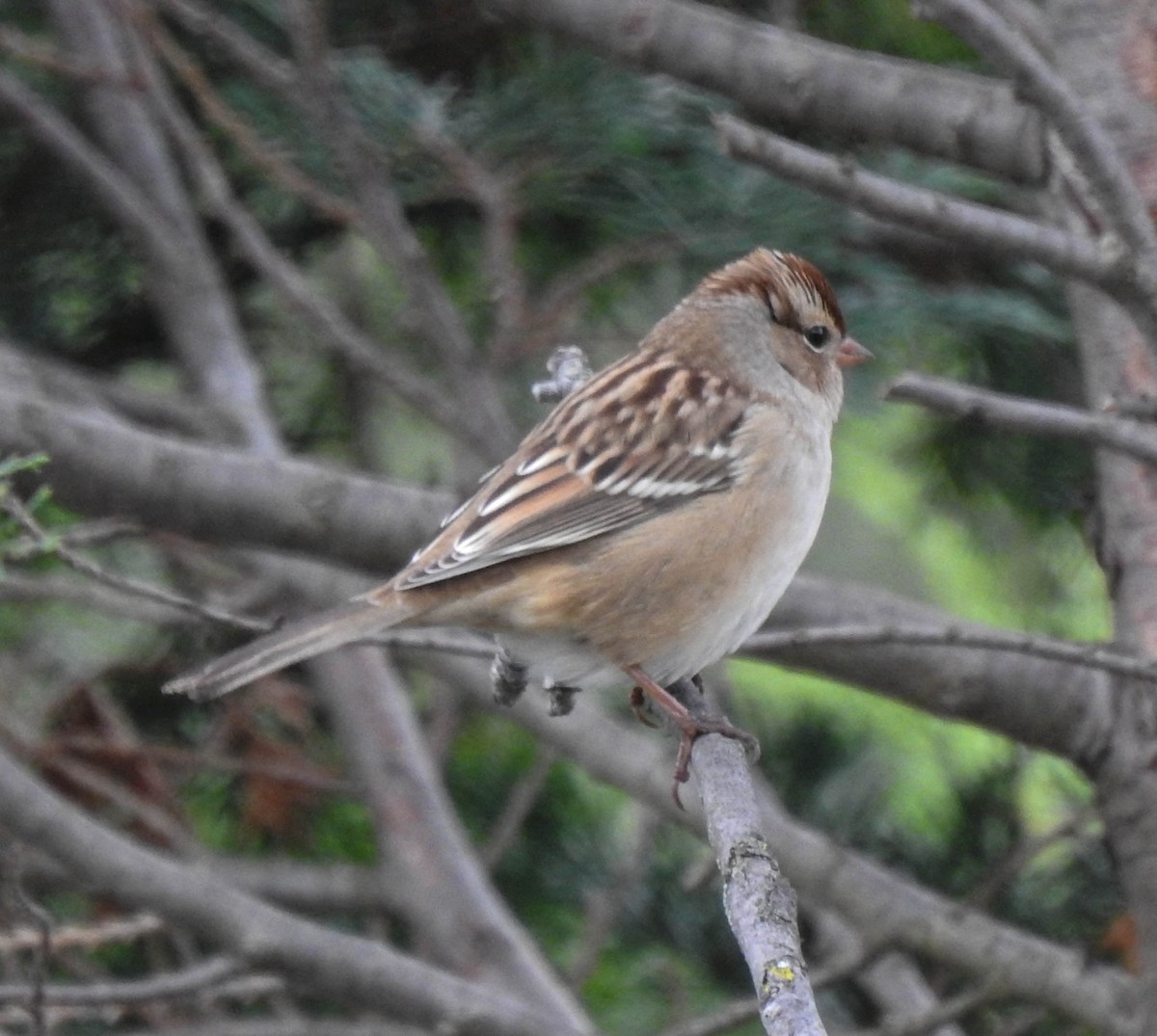White-crowned Sparrow - ML117608981