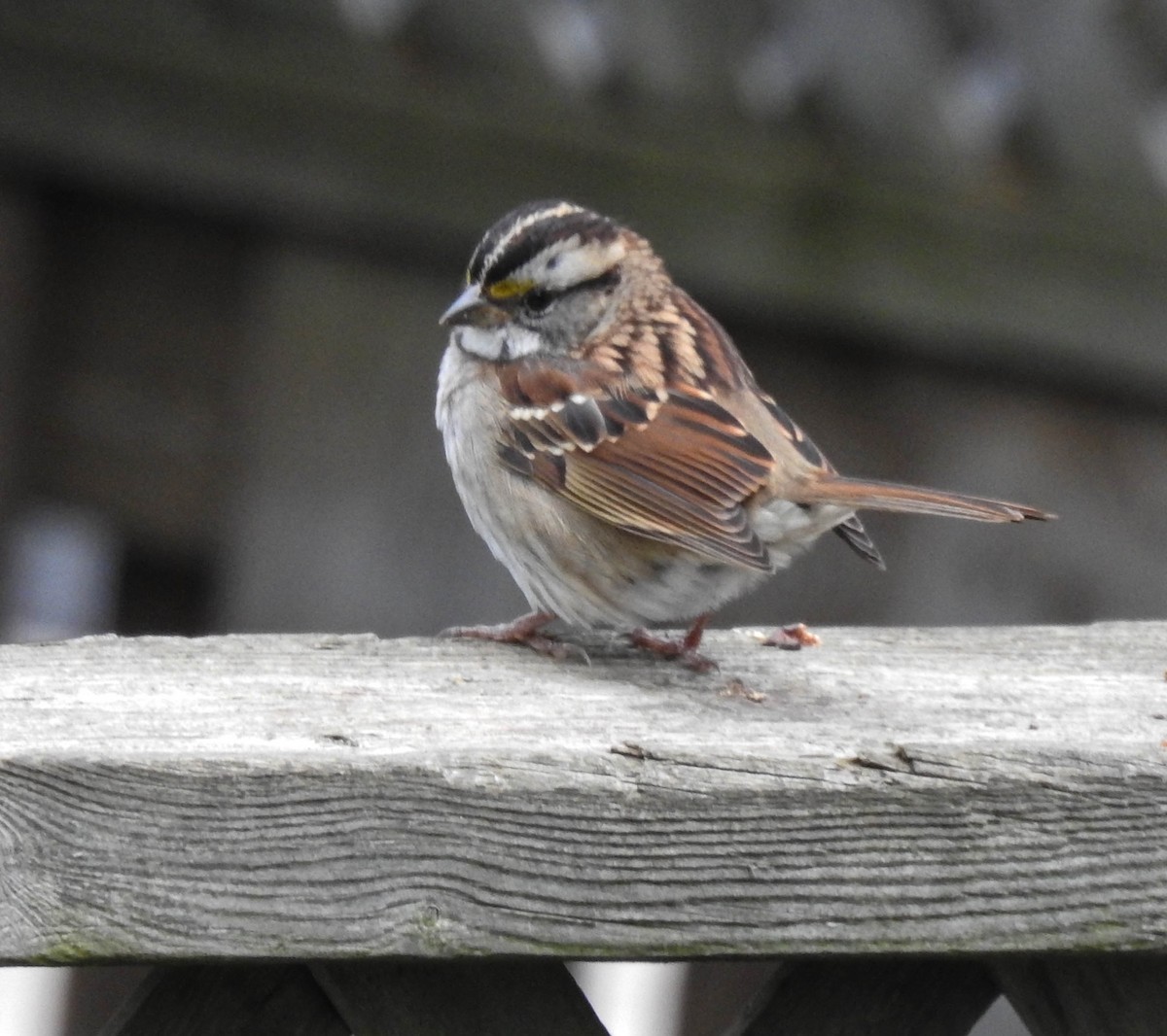 White-throated Sparrow - ML117609001