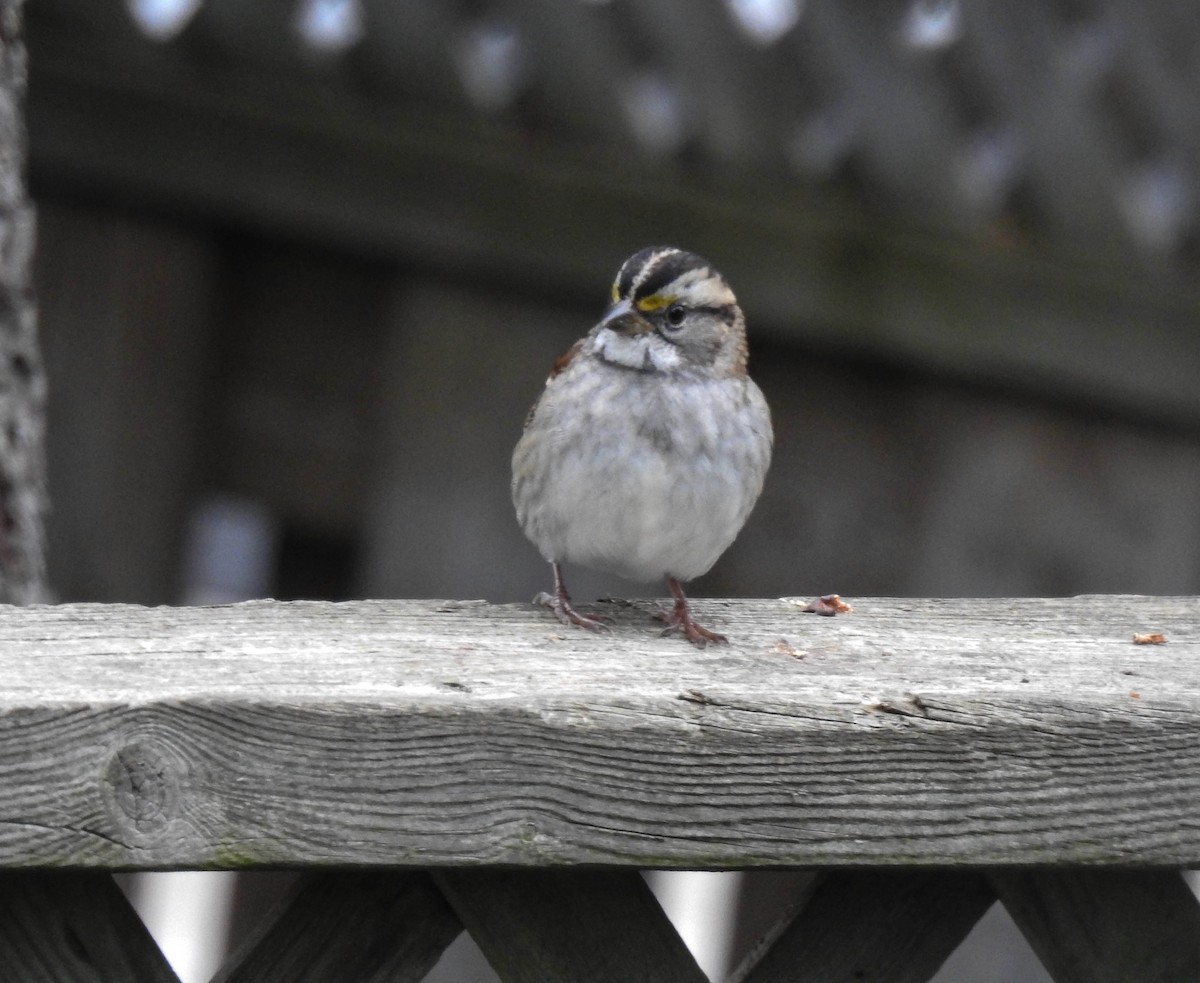 White-throated Sparrow - ML117609051