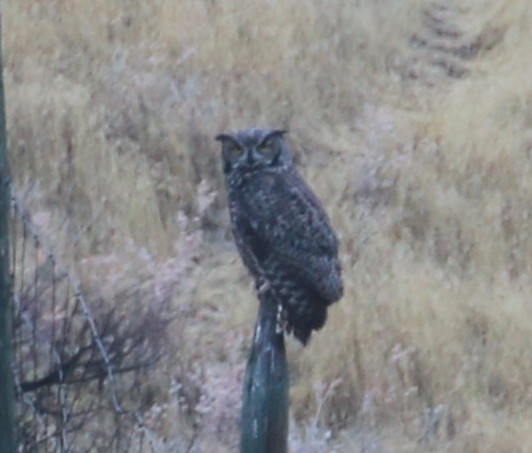 Great Horned Owl - ML117609131