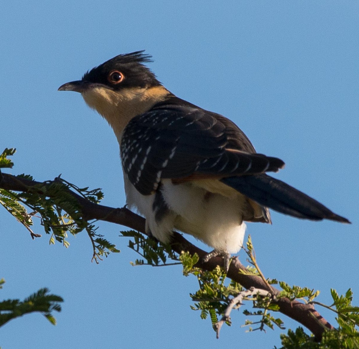 Great Spotted Cuckoo - Simon Carter