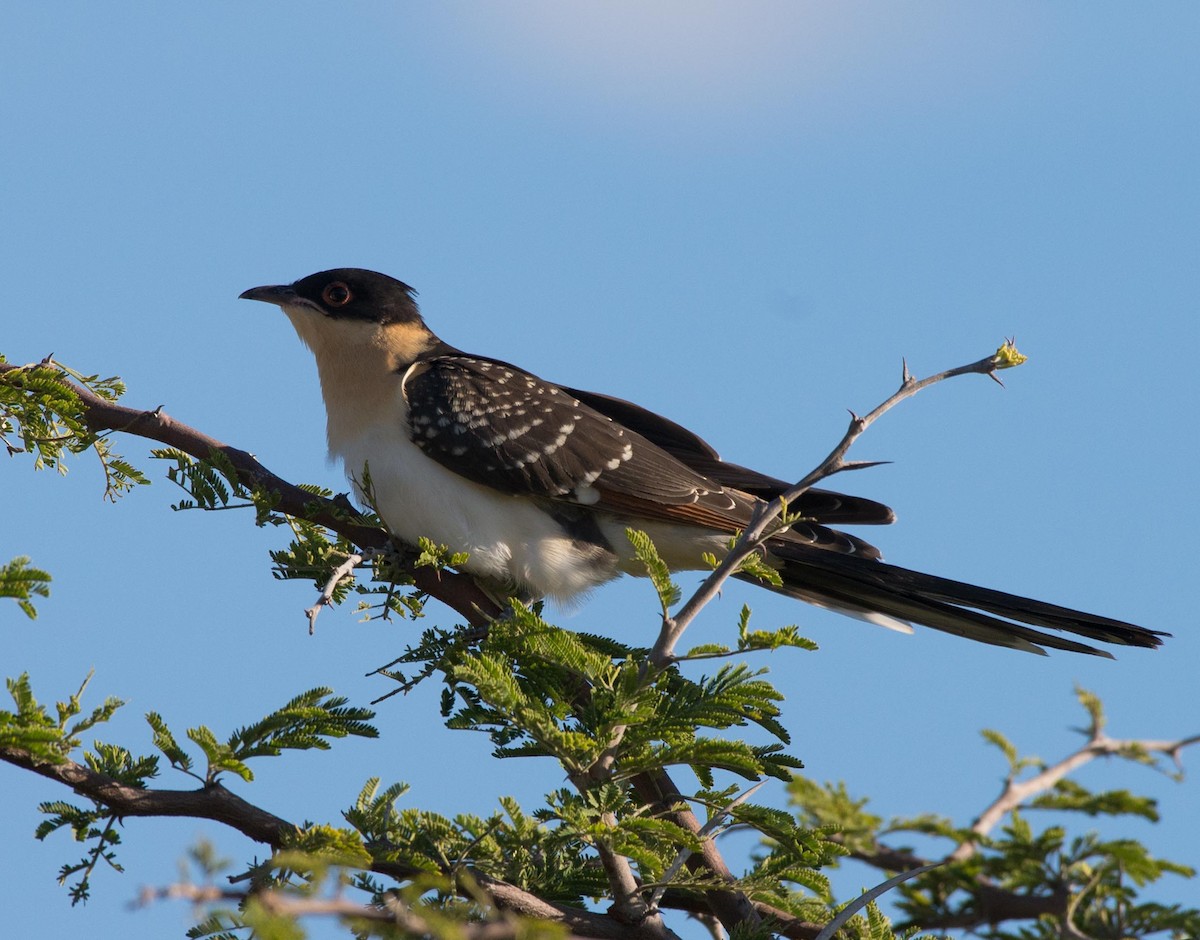 Great Spotted Cuckoo - ML117609401