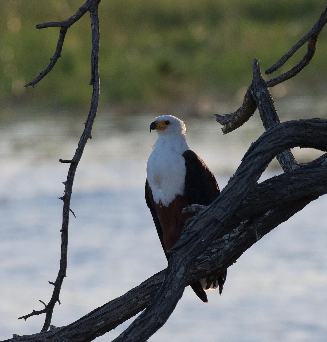 African Fish-Eagle - ML117609551