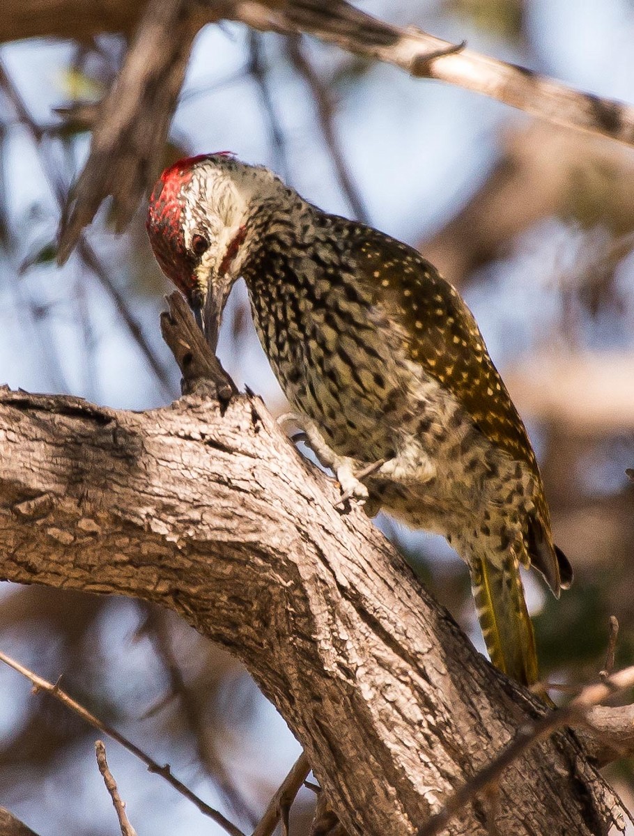 Golden-tailed Woodpecker - ML117609741
