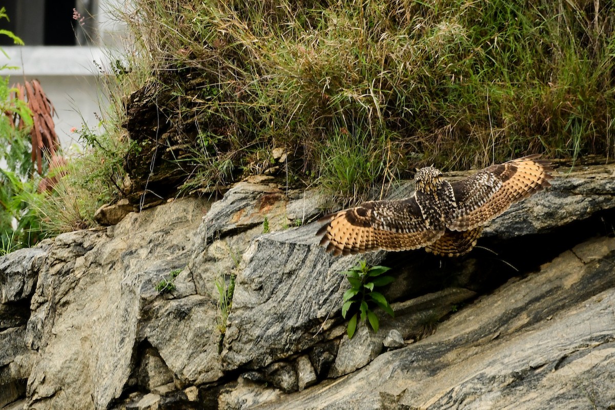 Rock Eagle-Owl - Prem Raut