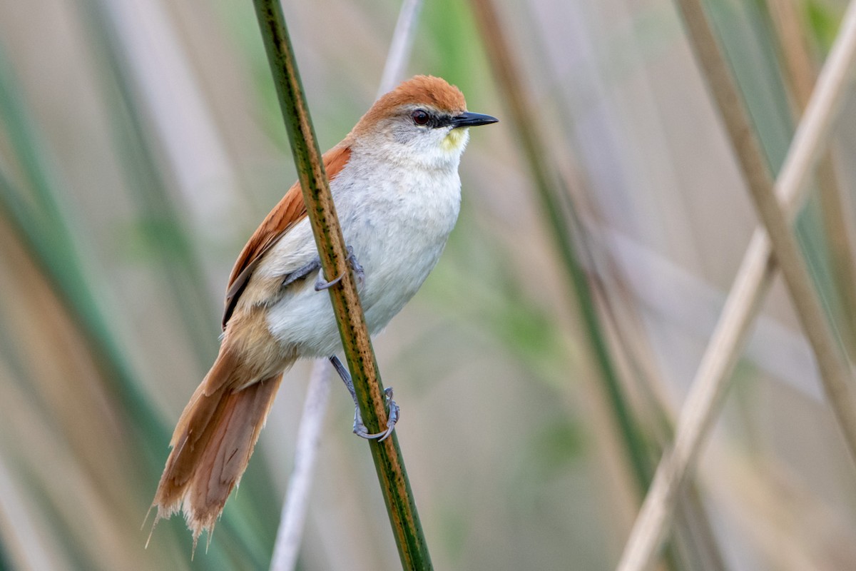 Yellow-chinned Spinetail - ML117610251