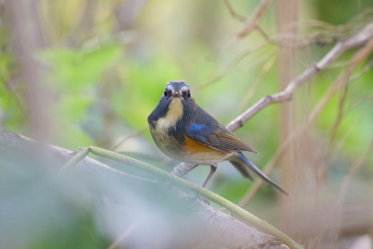 Red-flanked Bluetail - ML117610391