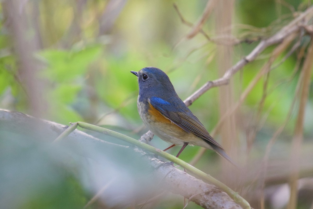Red-flanked Bluetail - ML117610401