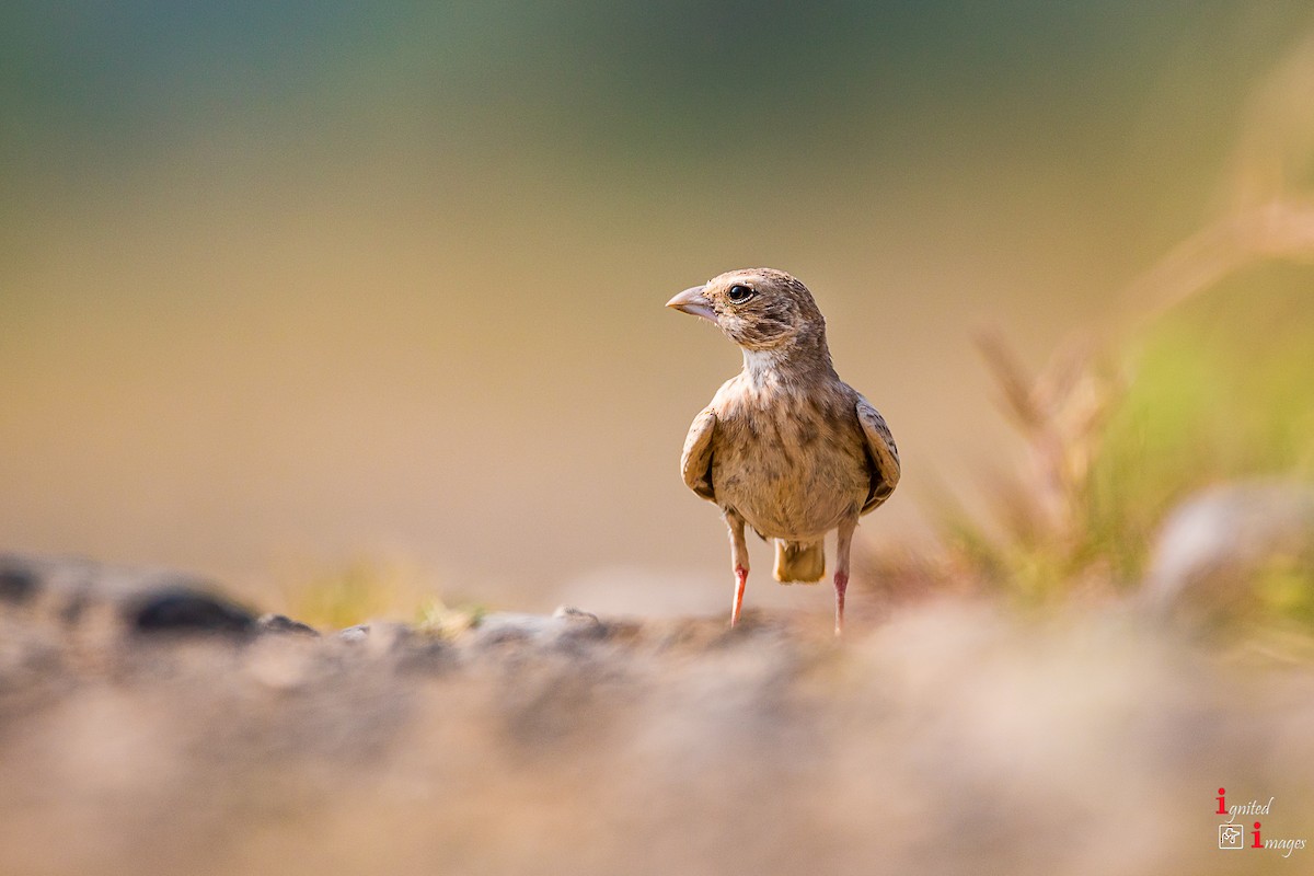 Ashy-crowned Sparrow-Lark - ML117611361