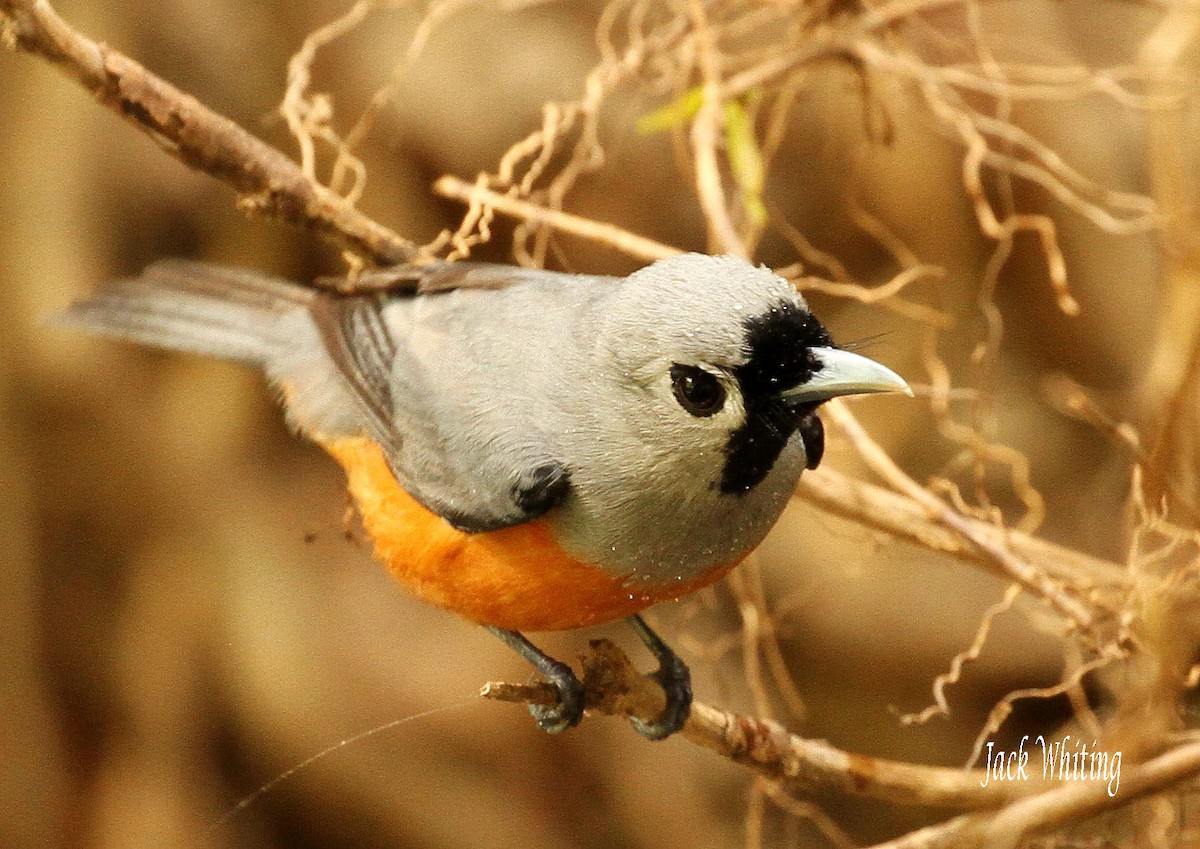 Black-faced Monarch - Jack Whiting