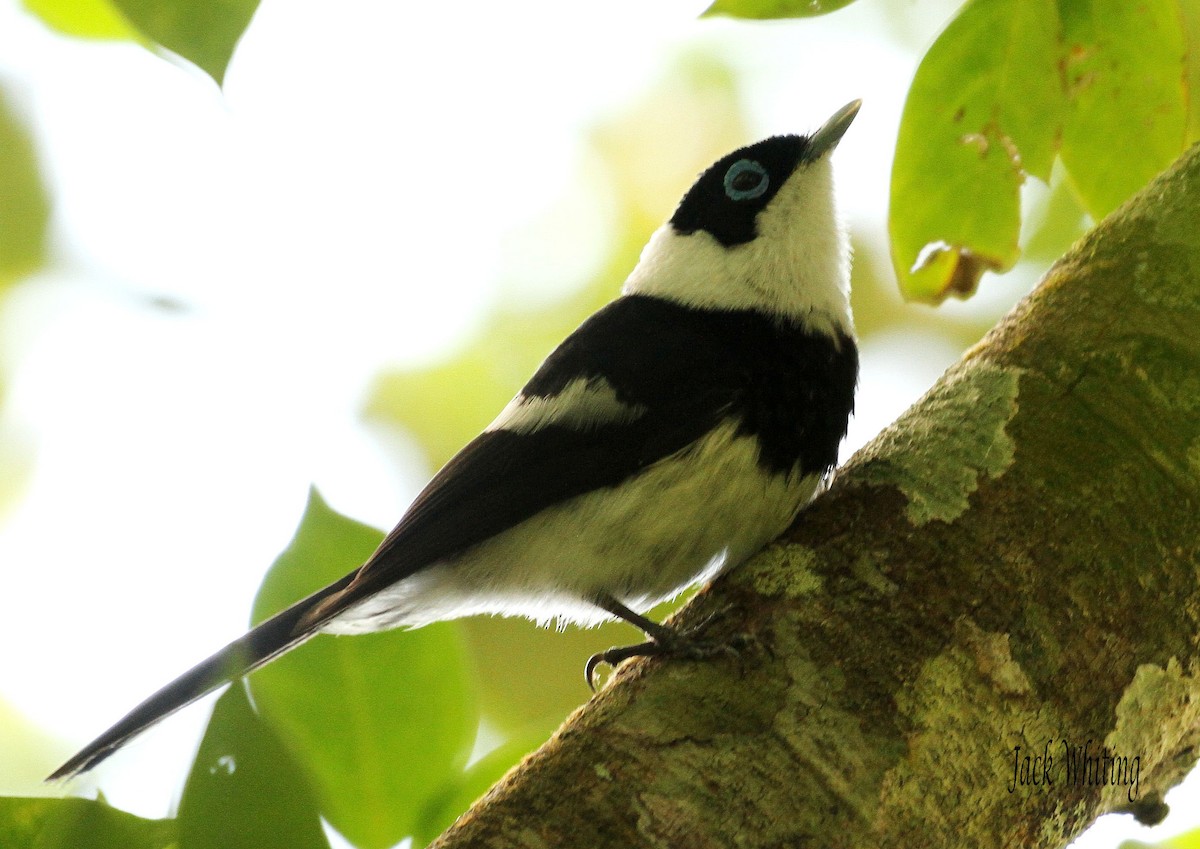 Pied Monarch - Jack Whiting