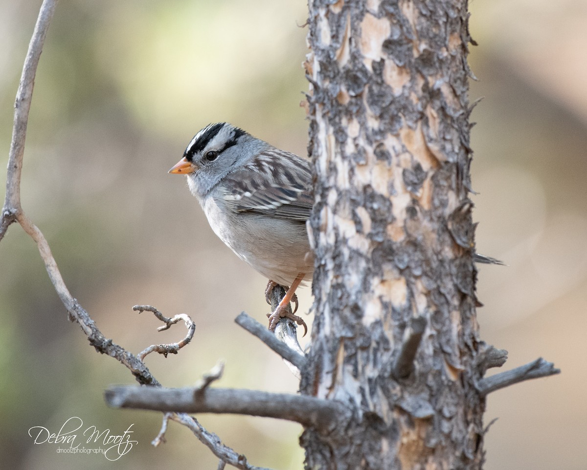 White-crowned Sparrow - ML117612541