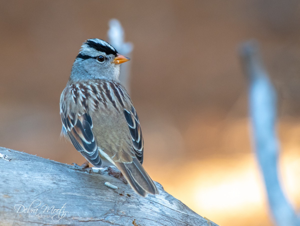 White-crowned Sparrow - ML117612551