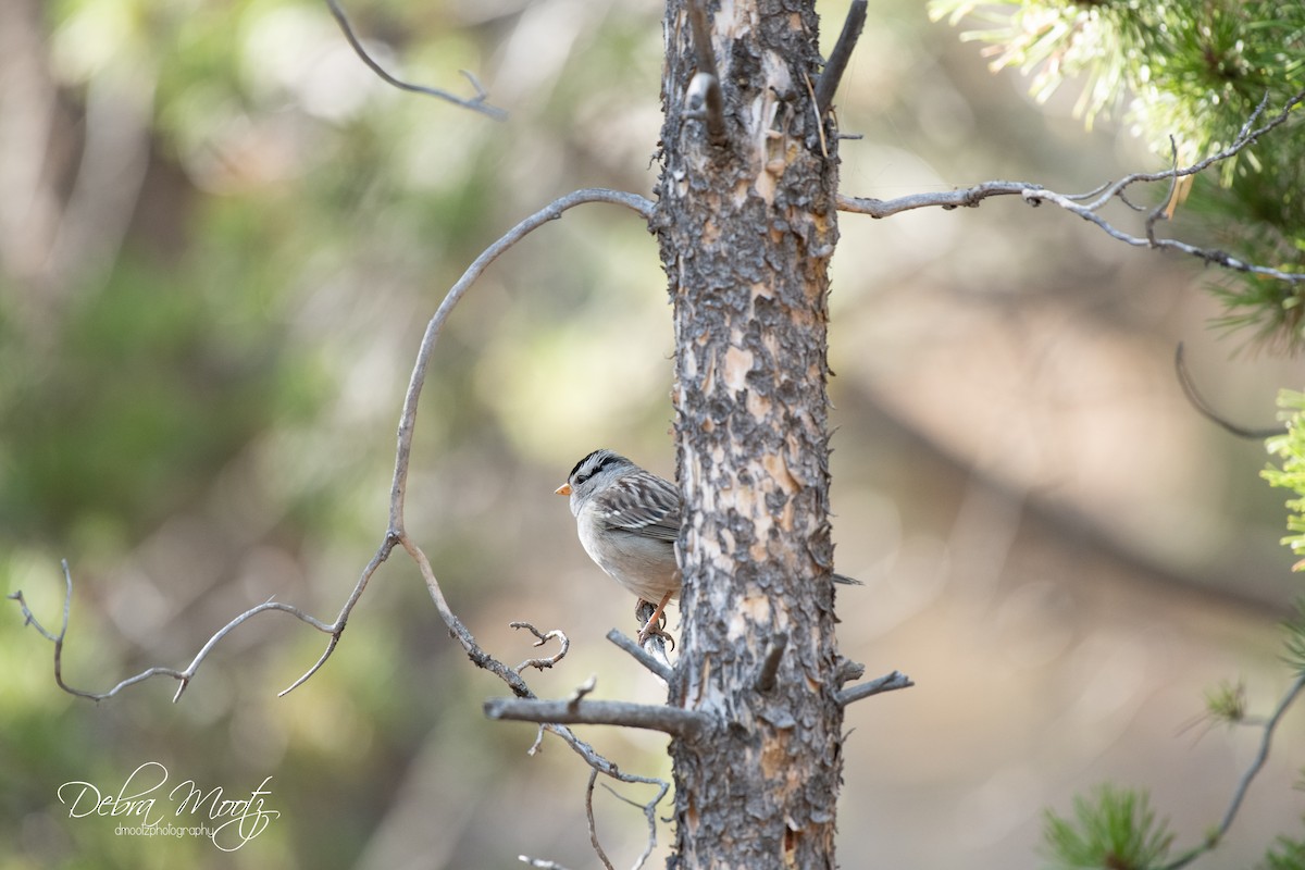 White-crowned Sparrow - Debra Mootz