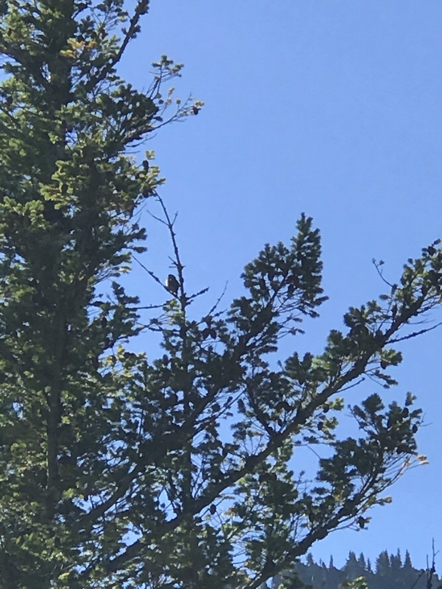 Dağ Serçe Baykuşu [californicum grubu] - ML117612791