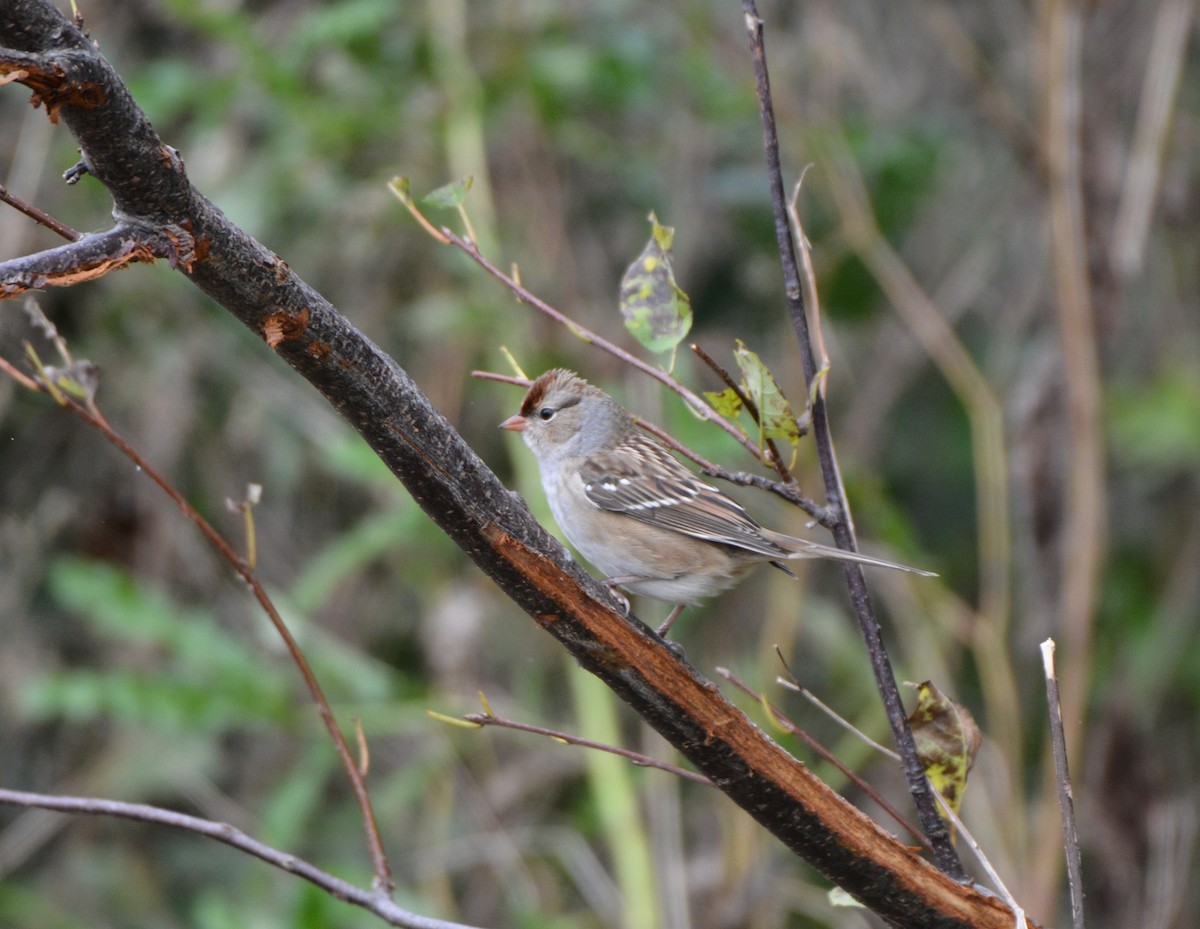 White-crowned Sparrow - Carol Hamilton