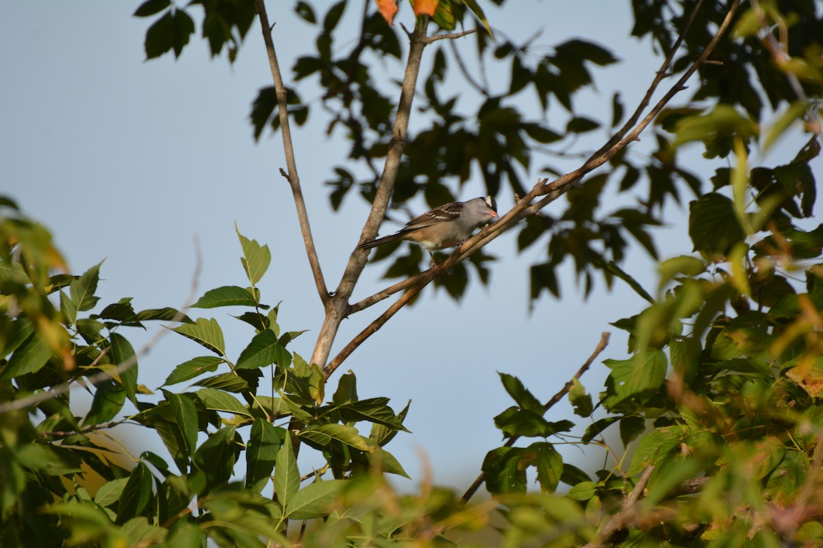 White-crowned Sparrow - ML117613061