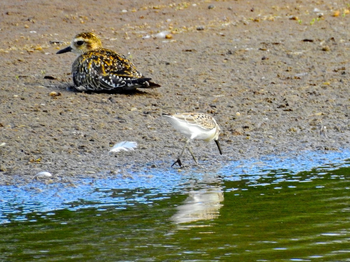 Western Sandpiper - Michael Young