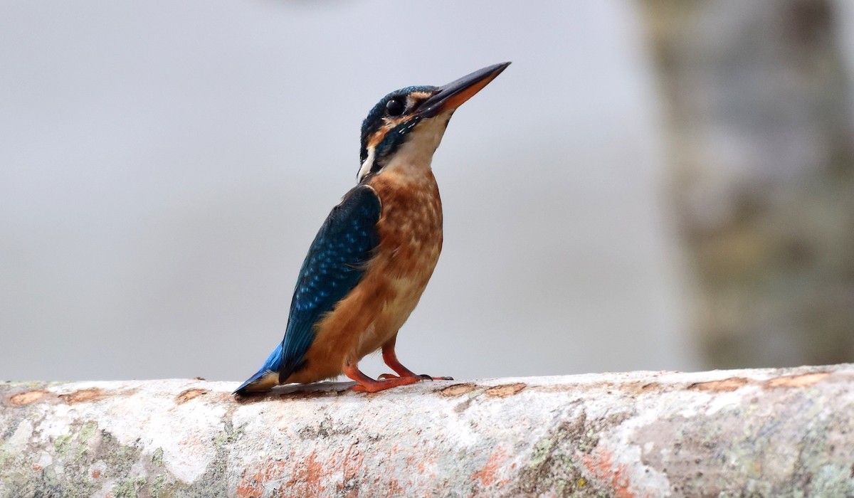 Common Kingfisher - mathew thekkethala