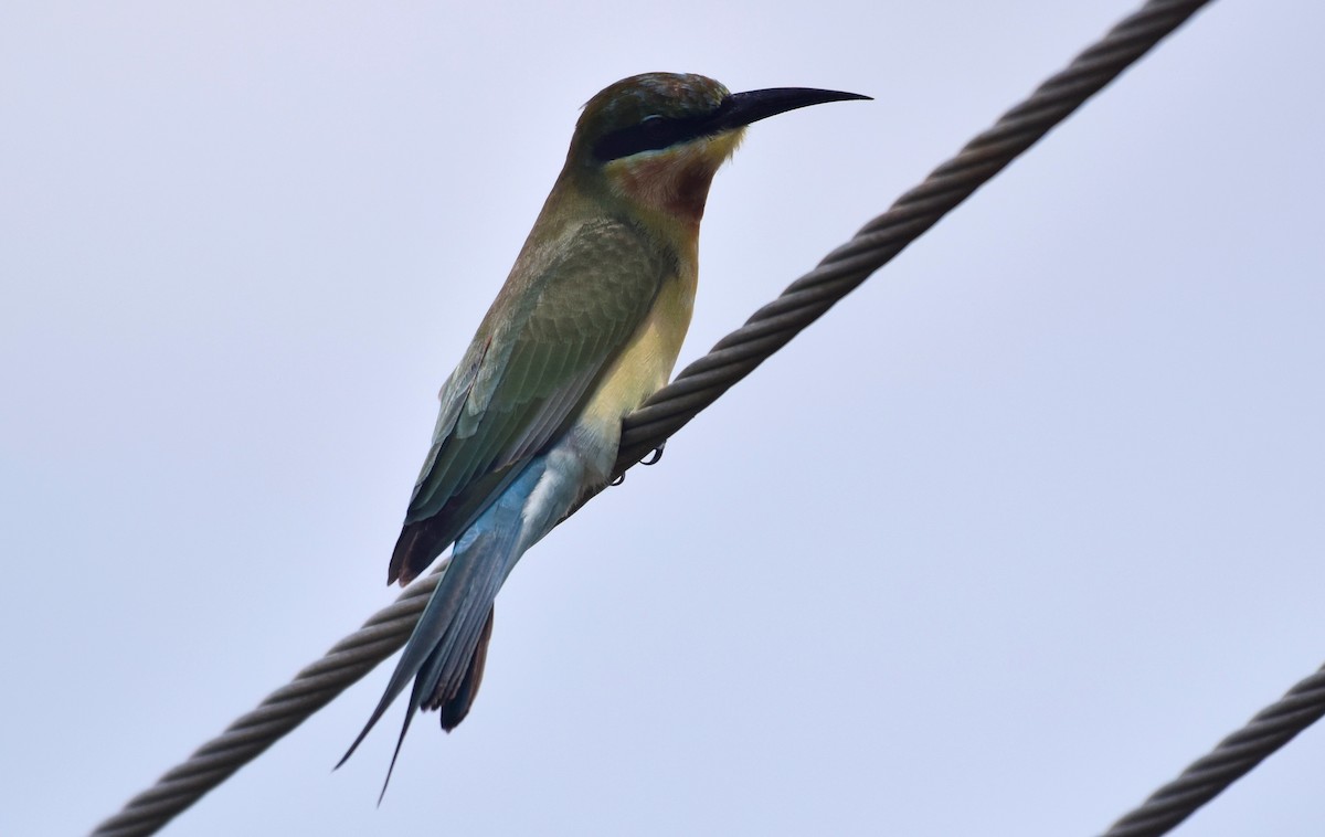 Blue-tailed Bee-eater - ML117615961
